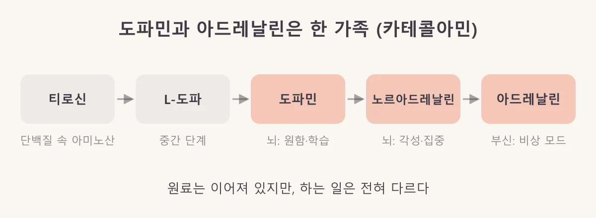 티로신에서 L-도파, 도파민, 노르아드레날린, 아드레날린 순서로 만들어지는 과정