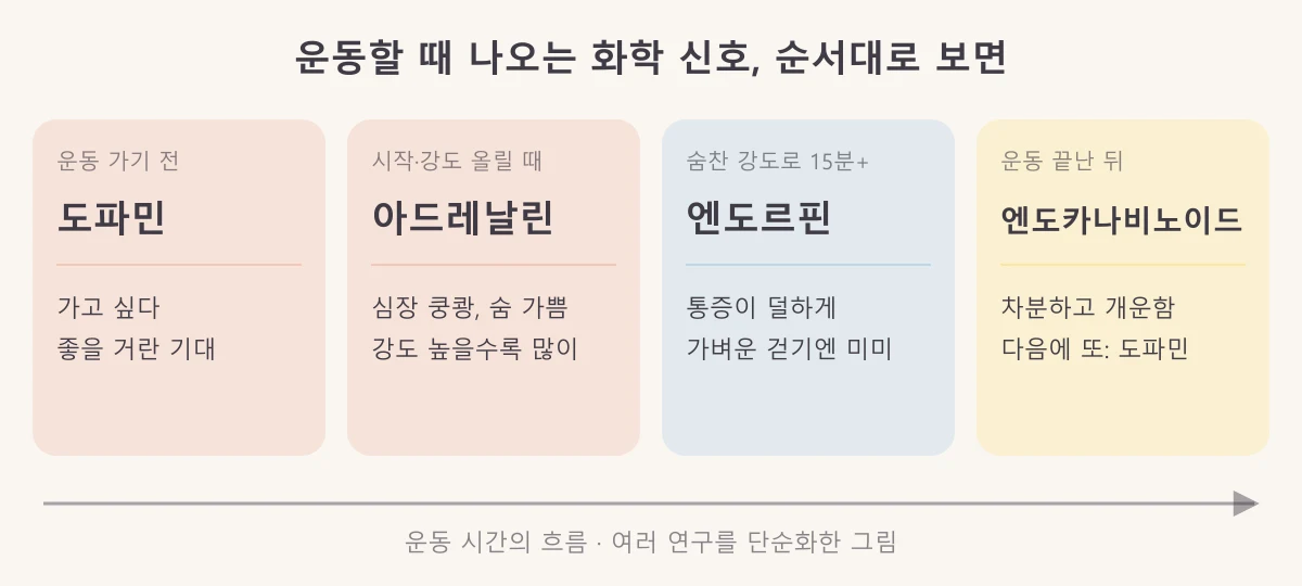 운동 전에는 도파민, 강도를 올릴 때는 아드레날린, 숨찬 강도로 15분 넘게 하면 엔도르핀, 운동 후에는 엔도카나비노이드가 관여한다는 흐름도