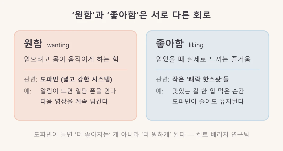 원함(wanting)은 도파민과 관련되고, 좋아함(liking)은 작은 쾌락 핫스팟과 관련된다는 비교 그림